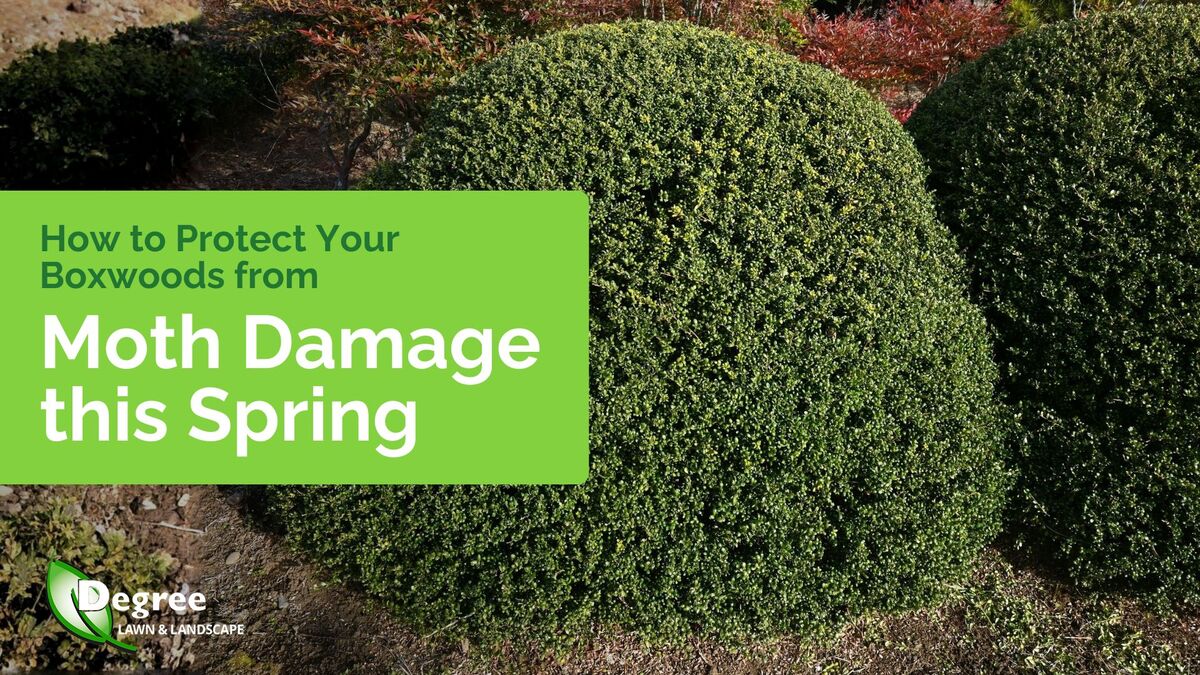 How to Protect Your Boxwoods from Moth Damage This Spring